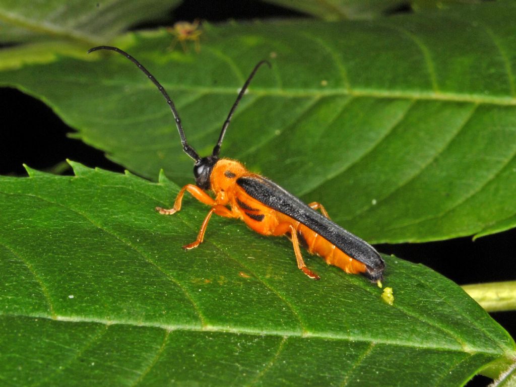 Cerambycidae - Oberea pupillata